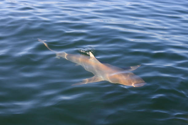 istock bronze whaler or copper shark, Carcharhinus brachyurus, swimming at the surface in False Bay, South Africa 1492359373