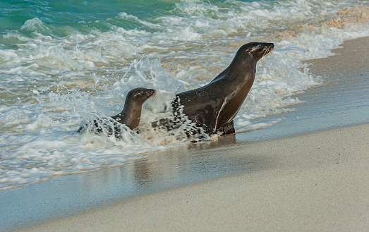 The Galapagos sea lion (Zalophus wollebaeki) is a species of sea lion that lives and breeds on the Galápagos Islands.  Ecuador; Galapagos Islands;  Galapagos Islands National Park; Mother and young pup arriving on  a white sand beach. Gardner Bay, Hood Island.