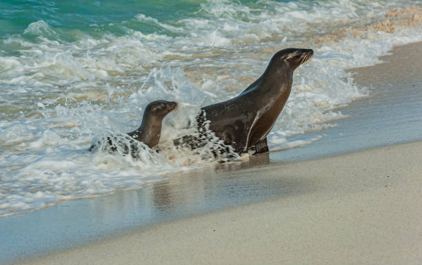 The Galapagos sea lion (Zalophus wollebaeki) is a species of sea lion that lives and breeds on the Galápagos Islands.  Ecuador; Galapagos Islands;  Galapagos Islands National Park; Mother and young pup arriving on  a white sand beach. Gardner Bay, Hood Is The Galapagos sea lion (Zalophus wollebaeki) is a species of sea lion that lives and breeds on the Galápagos Islands.  Ecuador; Galapagos Islands;  Galapagos Islands National Park; Mother and young pup arriving on  a white sand beach. Gardner Bay, Hood Island. seal pup stock pictures, royalty-free photos & images