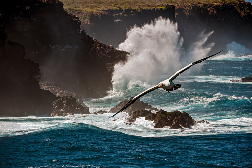 Ocean waves on Hood Island or Espanola Island, Galapagos Islands, Ecuador. Galapagos Islands National Park. Nazca booby flying.