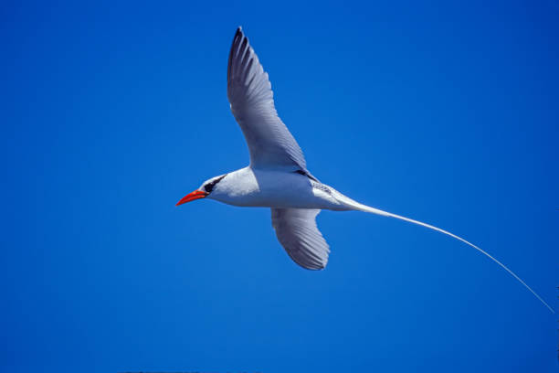 The red-billed tropicbird (Phaethon aethereus) is a tropicbird, one of three closely related species of seabird of tropical oceans. Espanola Island, Galapagos Islands National Park. Galapagos Islands; Hood Island. Flying. el ave tropical de pico rojo (phaethon aethereus) es un ave tropical, una de las tres especies estrechamente relacionadas de aves marinas de los océanos tropicales. isla española, parque nacional islas galápagos. islas galápagos; isla hood. volador.