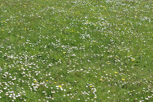 Grassy field in sunshine covered in white daisies