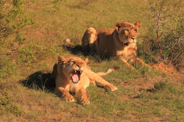 leões fêmeas, panthera leo, botlierskop, little brak river, áfrica do sul - lions tooth - fotografias e filmes do acervo