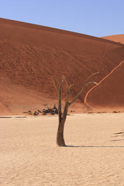 istock high dune and claypan with dried out camel thorn tree in Deadvlei, Namibia 1492361340