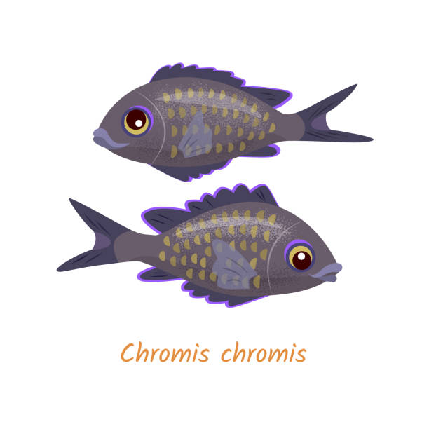 Two fish Two dark funny fish on the white background. Vector color isolated illustration. chromis stock illustrations