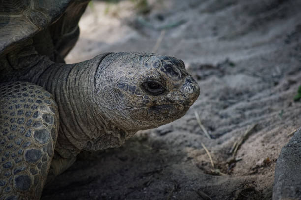 istock Close up of a giant tortoise on the ground 1492364113