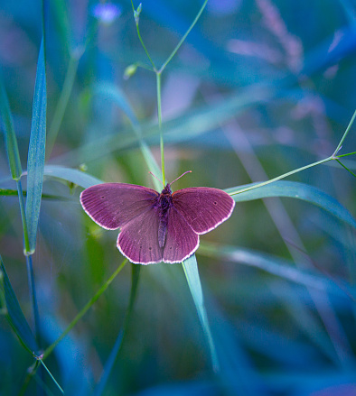 Graceful Earthbound Beauty: Brown Butterfly Resting in the Meadow in Northern Europe