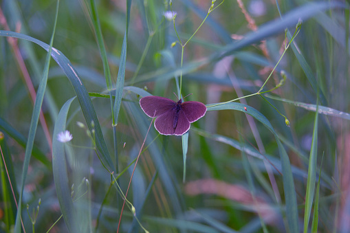 Graceful Earthbound Beauty: Brown Butterfly Resting in the Meadow in Northern Europe