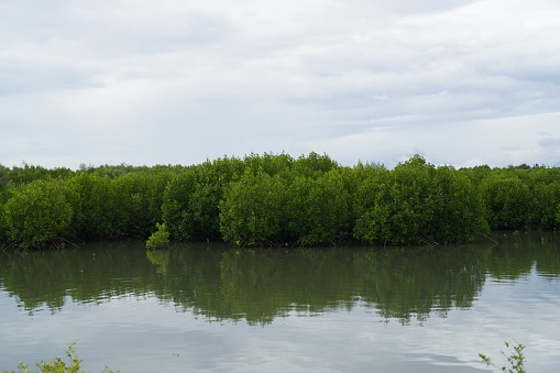 Young mangrove trees planted on the sand beach to restore mangrove forest in Thailand.