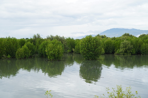 Mangrove forest in Banda Aceh