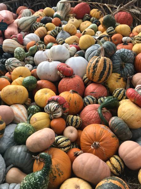 istock Variety of mixed pumpkins and fall squash 1492365089