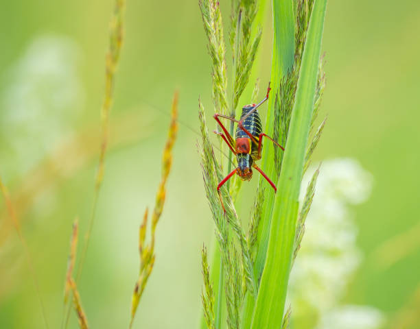 istock Vibrant Encounters: Red Grasshopper Amidst Meadow Serenity 1492365253