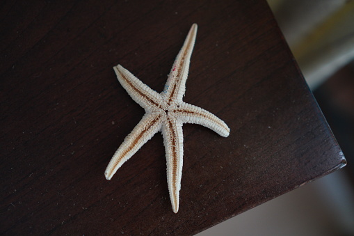Star fish on a table