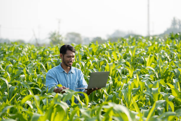 istock Young farmer working on his laptop while inspecting the process of the harvesting in his fram. Modern Agriculture. 1492366084