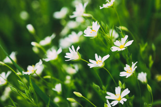 istock Beautiful wild flowers chamomile. Spring summer background. Landscape wide format, copy space, warm green colors 1492366275