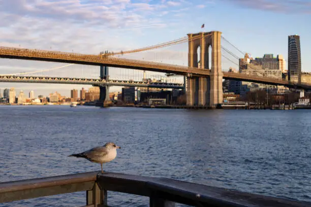 Photo of Seagull Perched on a Railing along the East River at the South Street Seaport with a View of the Brooklyn Bridge in New York City