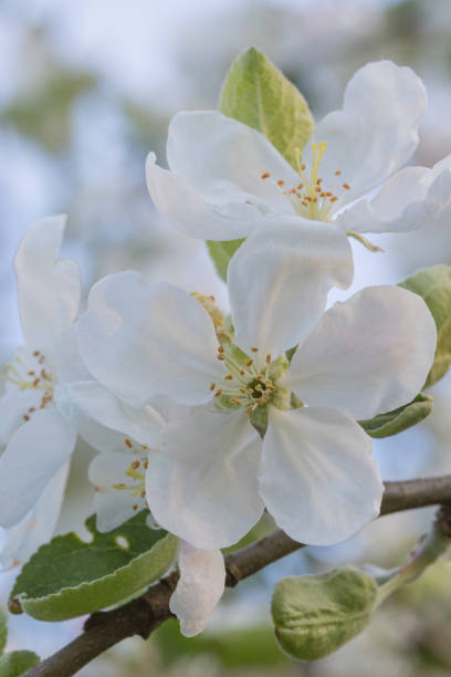 istock Blooming Elegance: White Apple Tree Flowers Embracing the Spring Sunset 1492366838