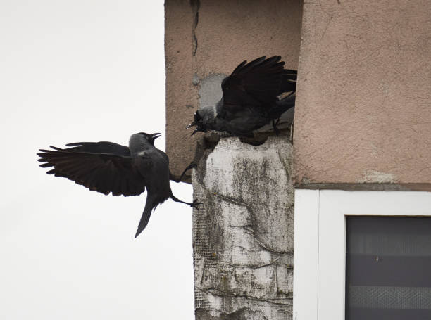 corvi che costruiscono un nido, danneggiando le pareti - crows nest foto e immagini stock