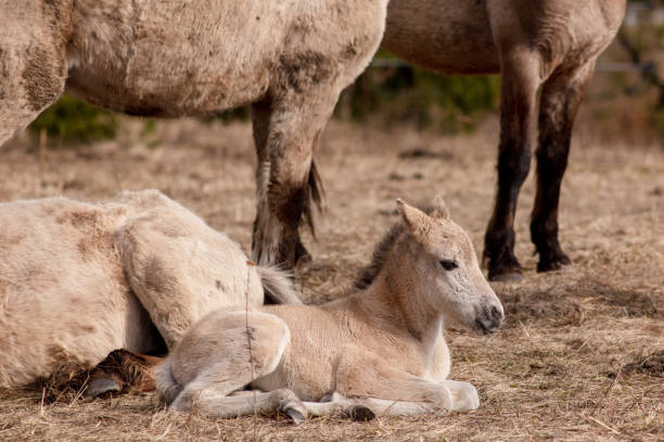 istock Wild horse, polish horse 1492368471