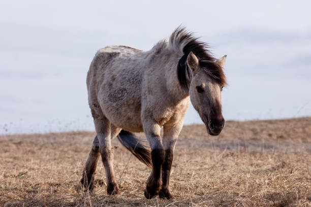 istock Wild horse, polish horse 1492368602
