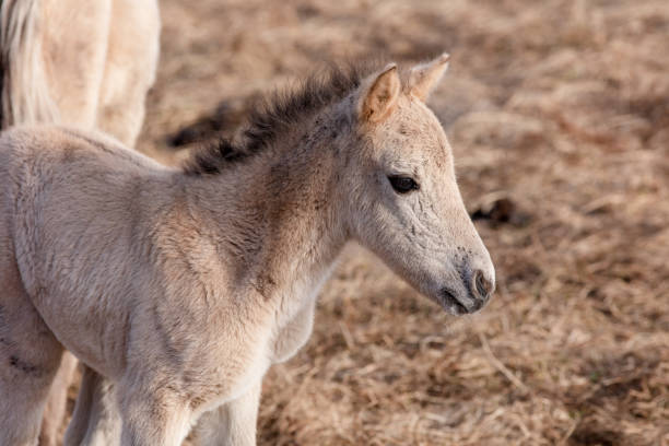 Wild horse, polish horse, konik polski or konik biłgorajski, Polish primitive horse in field