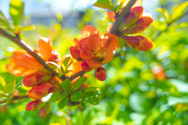 Blossoms of Spring: Captivating Beauty in the Garden in Northern Europe