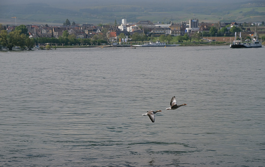 Pair of flying wild geese on the ferry crossing between Oestrich-Winkel and Ingelheim am Rhein. Germany. Wildlife conservation in cities. Copy space.