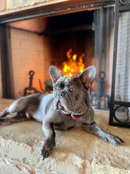 istock French Bulldog by the fire 1492371226