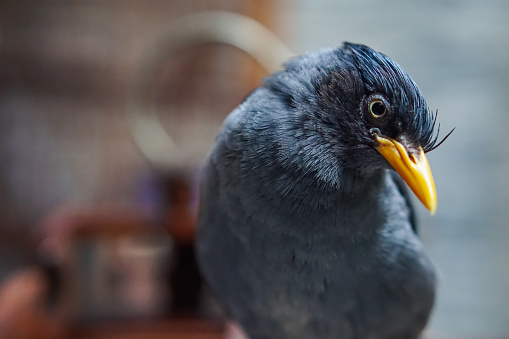 Close-up of a Javan myna from Indonesia