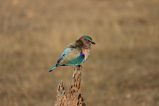 Indian Roller spotted in Pench National Park