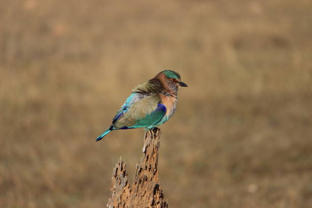 Indian Roller Indian Roller spotted in Pench National Park coracias benghalensis stock pictures, royalty-free photos & images