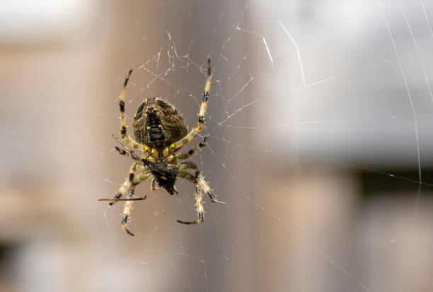 istock The spider sits in a web waiting for prey 1492372368
