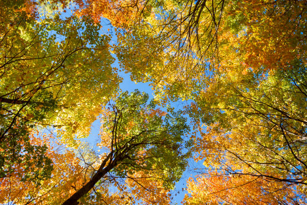 istock Multicolored tops of tall autumn maples 1492372434