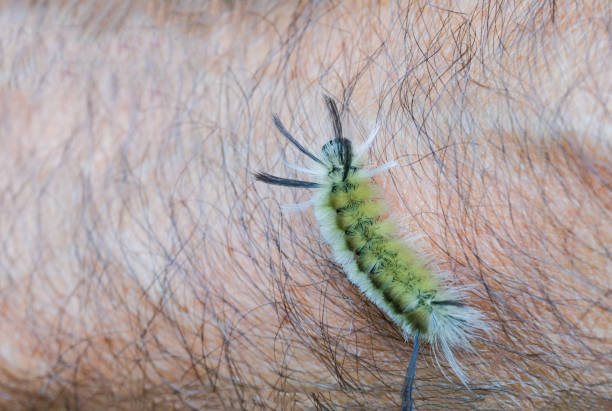 istock The caterpillar crawls on the hand 1492372507