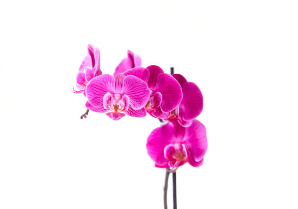 Purple potted houseplant in bloom.