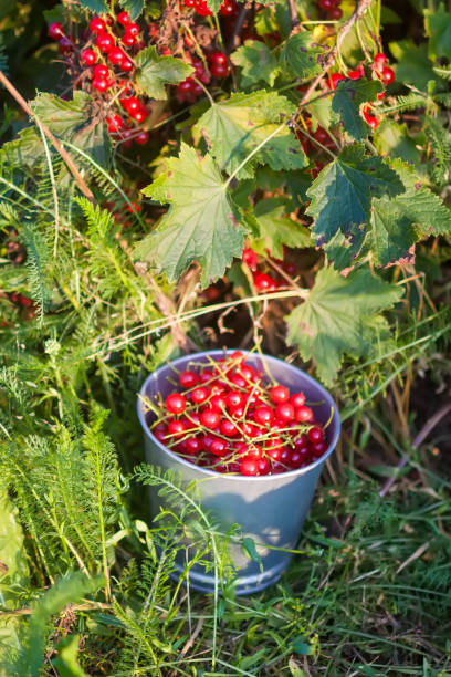 istock Red currant in the summer garden. 1492373438