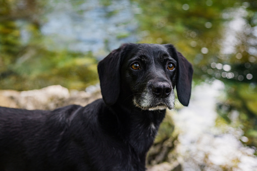 A portrait of a Beagador dog in a rural setting in Broughton-in-Furness, Lake District. The dog is looking towards the camera. There is sunlight in the background, with a natural green blurred water backdrop.