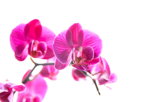 Beautiful blooming orchid flower.