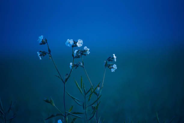 istock Pure Elegance: White Summer Blossoms Amidst Meadow Bliss 1492374497