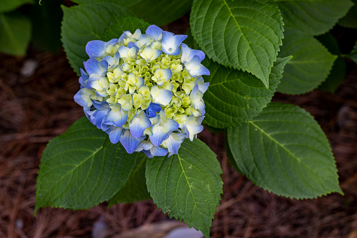 Hydrangea and green leaves.
