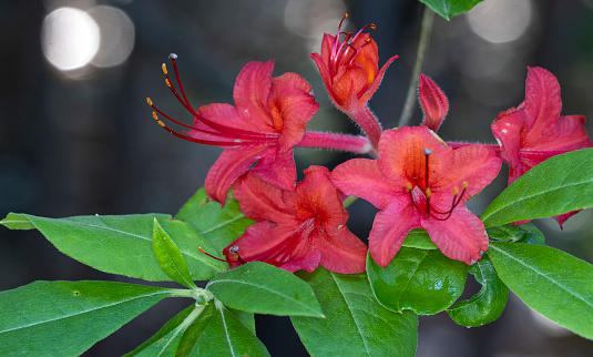 Rhododendron Indicum(tsutsusi azelea) is native to Japan and  prefers a moist well drained, soil, and partial shade. Comes in many colorful shades.