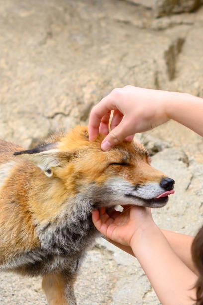 istock A fox closes its eyes when petted by people. 1492376707