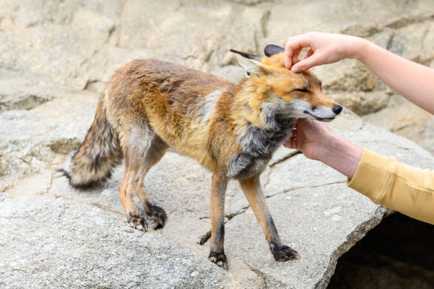istock A fox closes its eyes when petted by people. 1492376712