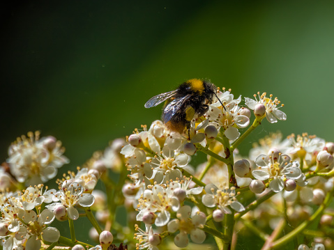 A bee pollinating the tiny flowers of a Photinia (Glanzmispel) plant in a garden in Switzerland