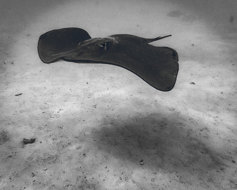 Black and white image of a pink whipray (Pateobatis fai) stingray in the shallow lagoon of Moorea, French Polynesia, in the South Pacific