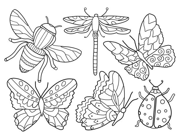 Ornate linear Insect drawings. Ornate linear Insect drawings. Butterflies, bee, ladybug, dragonfly. Hand drawing coloring for kids and adults. Beautiful drawings with patterns and small details. Butterfly illustration. Vector ladybird book stock illustrations