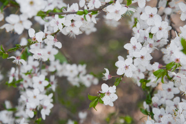 istock Springtime greeting card and copy space. Blooming spring trees close up 1492383781