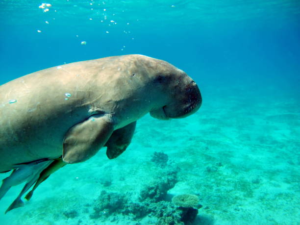 istock Dugong (dugong dugon) or seacow in the Red Sea. 1492387456