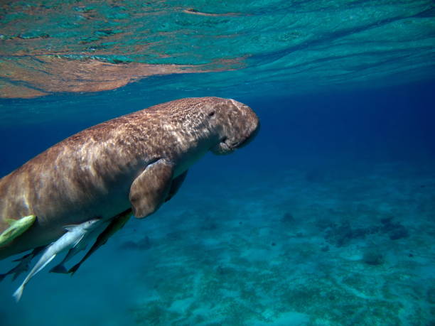 istock Dugong (dugong dugon) or seacow in the Red Sea. 1492387461