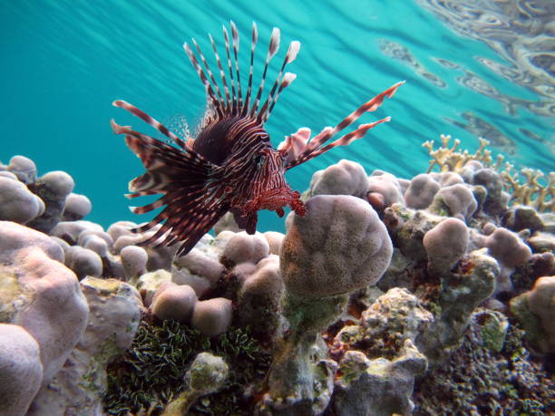 istock Lion Fish in the Red Sea. 1492387627